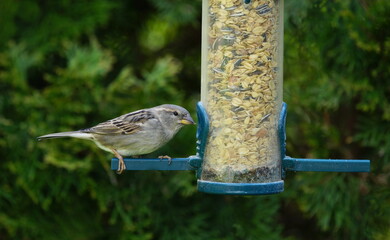 bird on a feed silo