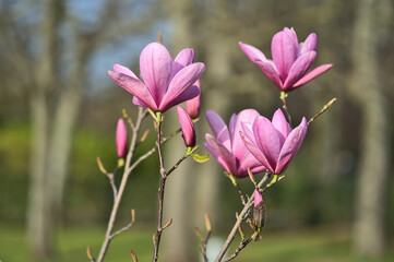 Obraz premium Beautiful closeup view of purple Chinese magnolia (Magnolia Liliiflora Nigra) tree blossoms blooming on university campus, Dublin, Ireland. Soft and selective focus. High resolution macro