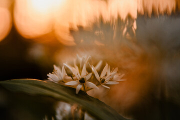 Beautiful macro close up of white wild garlic flowers with warm orange sunset light and dreamy...