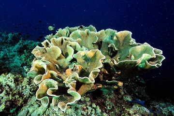 A picture of the coral reef