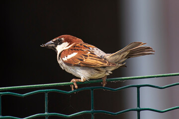 passerotto