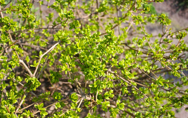 Fototapeta na wymiar Lush green young foliage of the shrub in april morning. Top view. Greenery background.
