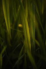Fresh green grass leaf with dreamy magic bokeh background in the outdoor nature
