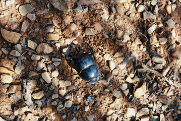 dung beetle 