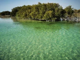 Fotobehang Crystal clear salt water and mangrove forest in Al Jubail Park, Abu Dhabi ,UAE. © Favas