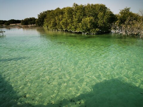 Spectacular view of al Jubail Mangrove park in Abudhabi,UAE.