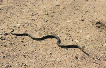 Fototapeta na wymiar a snake with yellow spots on its head crawls on the sand