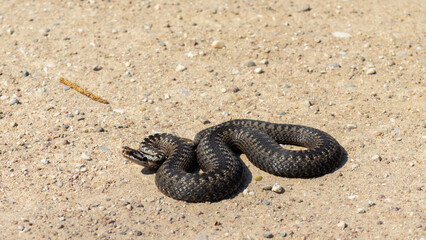 a black coiled snake ready to attack