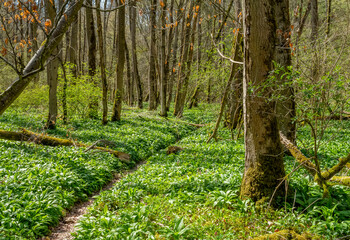 forest with footpath
