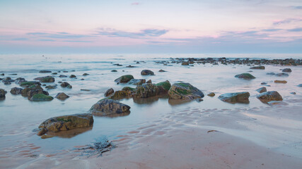 Fototapeta premium Woodland in spring with bluebell flowers on the ground.
