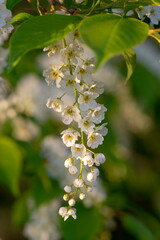 Prunus padus white flowering bird cherry hackberry tree, hagberry mayday tree in bloom, ornamental park flowers on branches