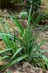 pineapple growing in a garden