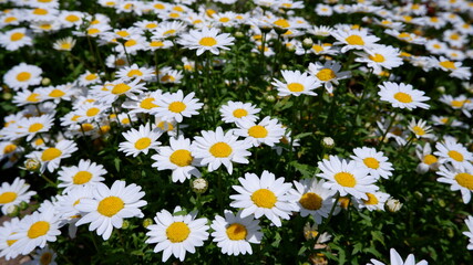商用で使える花畑の写真