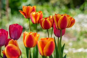 Amazing garden field with tulips of various bright rainbow color petals, beautiful bouquet of colors in sunlight daylight