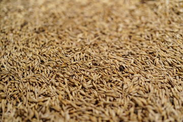 Background grain barley, malt ingredient base to make beer, texture of hopped golden grain