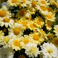 商用で使える花の正方形写真