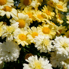 商用で使える花の正方形写真