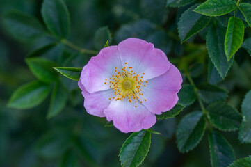 Dog rose Rosa canina light pink flowers in bloom on branches, beautiful wild flowering shrub, green...