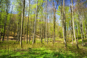 Beech forest in spring time.  