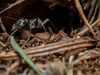 Black ants