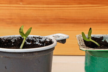 Cucumber seedlings in plastic containers close-up