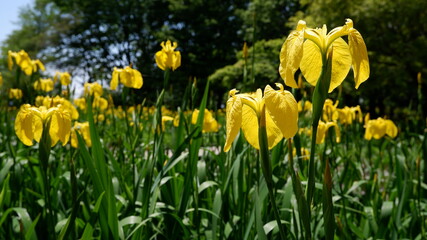 商用で使える花の写真