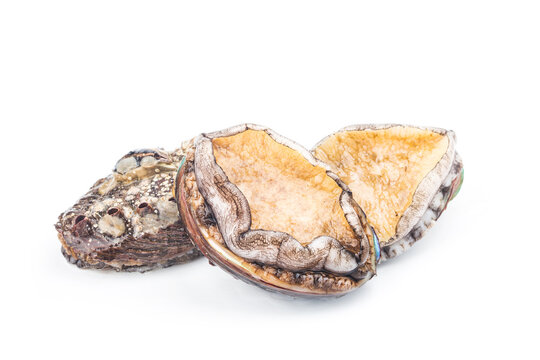 Raw abalones on the white background