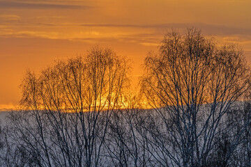 Obraz premium Birch trees without leaves on the background of the spring sunset sky