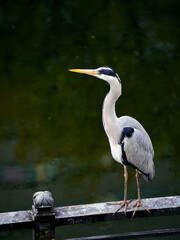 Grey Heron perching on a guardrail