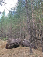 forest and cobblestones from the glacier on the hill 
