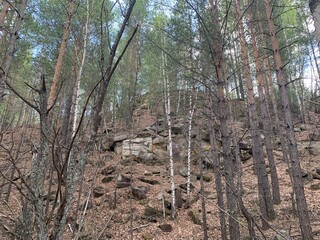 forest and cobblestones from the glacier on the hill 

