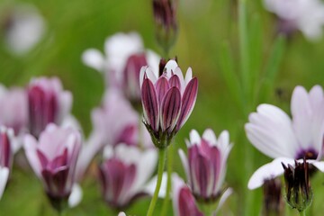 Beautiful flowers in a garden of Brittany. France