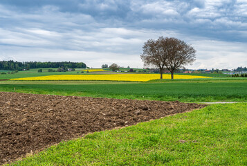 Cloudy sky above the rural landscape and rapeseed fields in Regensdorf, Switzerland