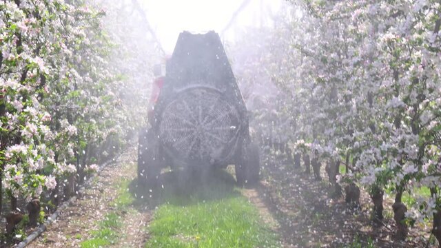 Spraying flowering apple orchard to protect against disease and insects. Apple flowering tree spraying with a tractor and agricultural machinery in springtime, slow motion