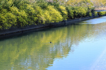 城西公園の川沿いに咲くウンナンオウバイ　早春　（高知県　高知市）
