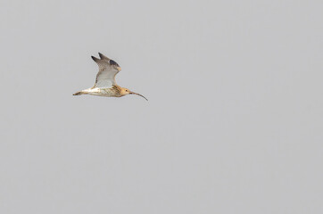 Eurasian Curlew in flight at beach