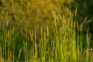 Gr&auml;ser im Gegenlicht