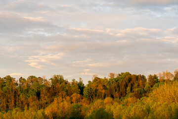 Fototapeta na wymiar Waldstück mit Wolken bei Gegenlicht