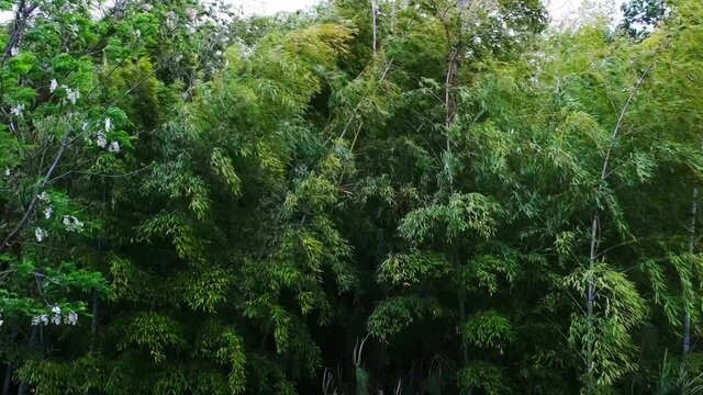 強風に揺れる雑木林