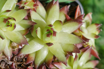 Closeup on some succulent stonecrops , Sedum , plants in the garden