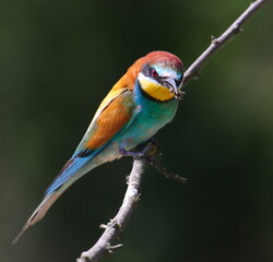 European bee-eater on branch with prey , Merops apiaster