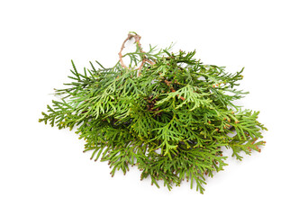 Green branch of thuja.