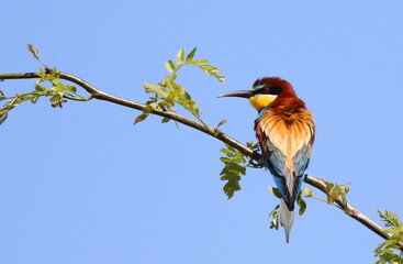 European bee-eater on branch, Merops apiaster