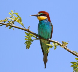 European bee-eater on branch, Merops apiaster