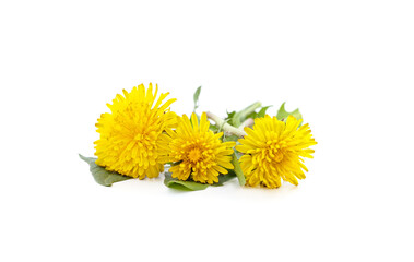 Three yellow dandelion.