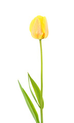 Yellow one tulip.