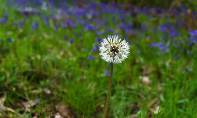 Dandelion in the bluebell wood