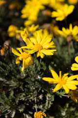 Picture of a group of yellow Daisy (Euryops pectinatus) Flowers captured in a sunny day.