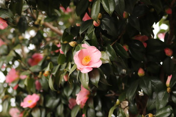 ツバキ