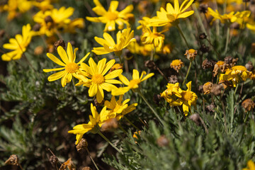 Obraz premium Picture of a group of yellow Daisy (Euryops pectinatus) Flowers captured in a sunny day.